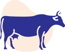 Healthy dairy cows on a farm using RGS feed