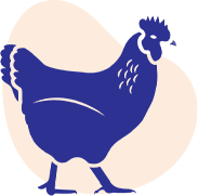 Healthy dairy cows on a farm using RGS feed