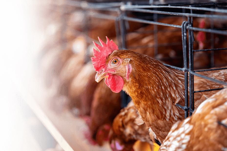 Layer chicken farm using RGS poultry feed