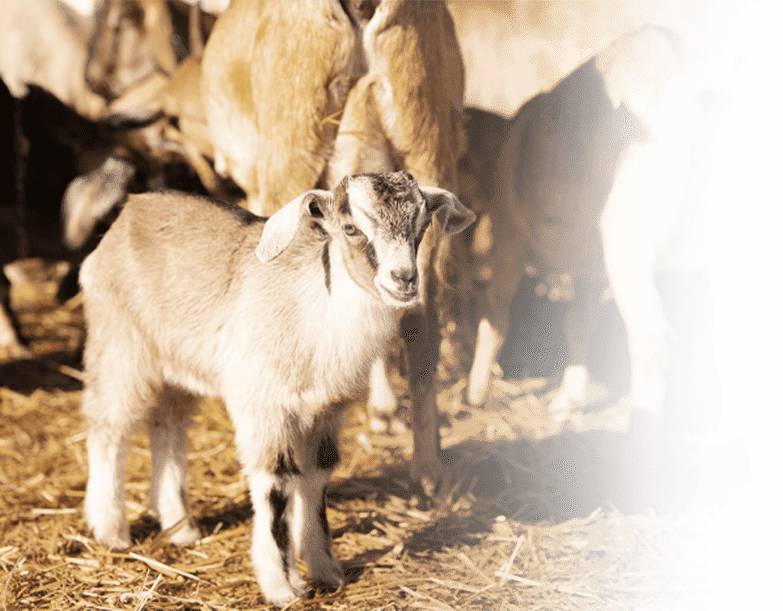 Layer chicken farm using RGS poultry feed