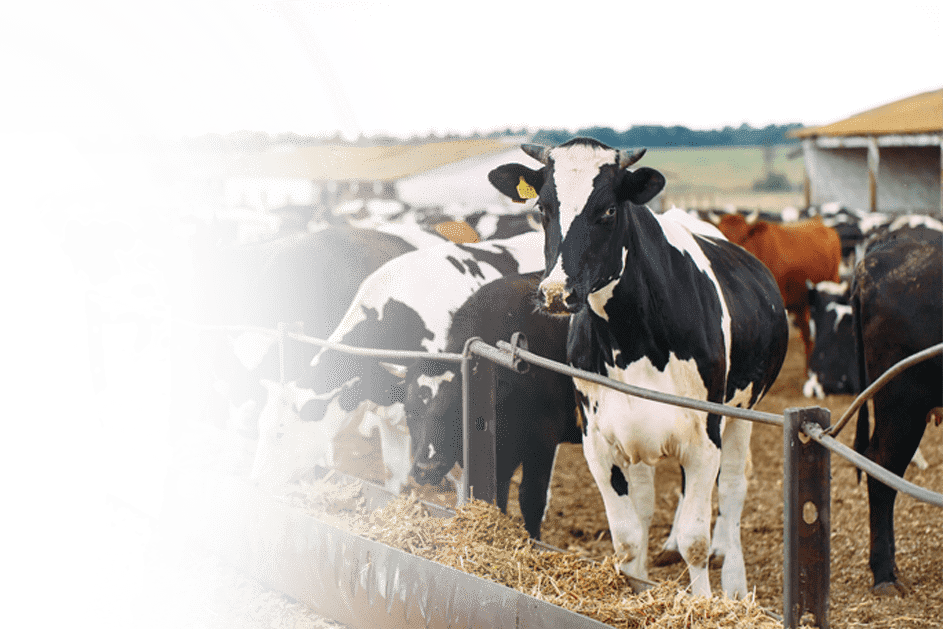 Layer chicken farm using RGS poultry feed