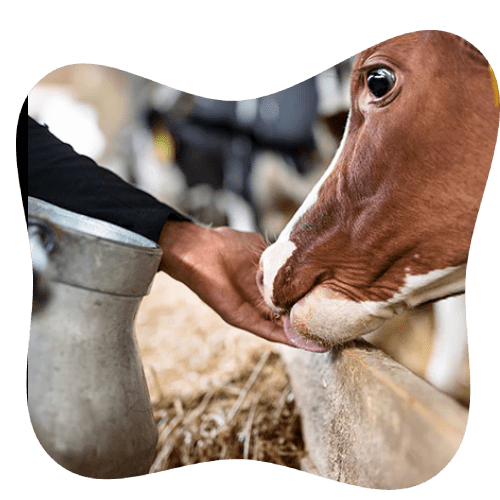 quality-control-lab-for-animal-feed-testing