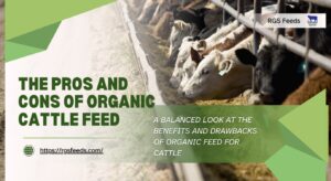 Read more about the article The​‍​‌‍​‍‌​‍​‌‍​‍‌ Pros and Cons of Organic Cattle Feed