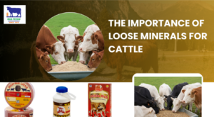 Read more about the article The​‍​‌‍​‍‌​‍​‌‍​‍‌ Importance of Loose Minerals for Cattle: