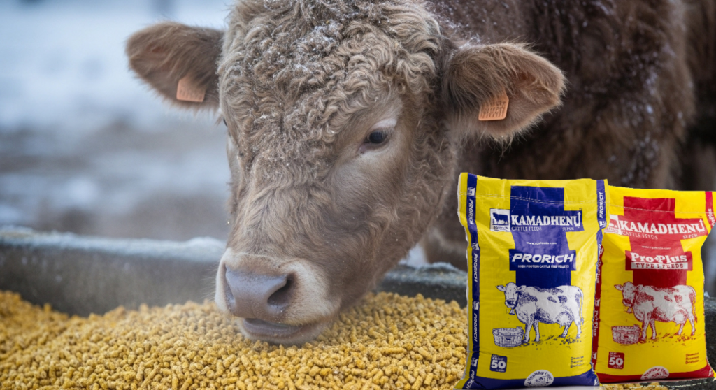 Cattle feeding on hay during winter to maintain energy, health, and productivity