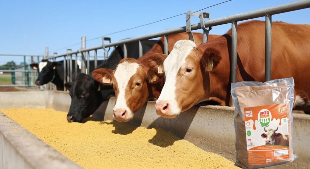 Premium cattle feed