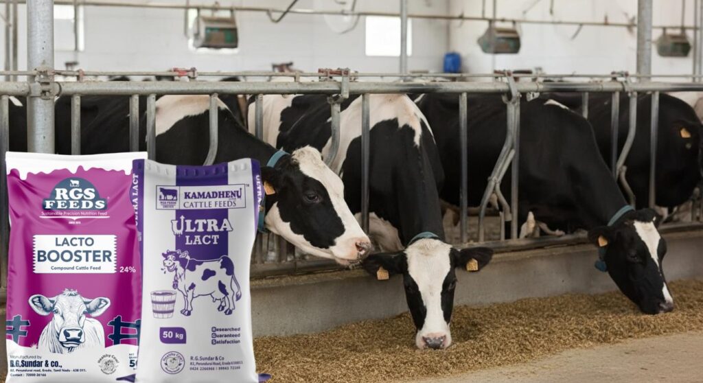 Protein concentrate cattle feed for dairy cows during lactation