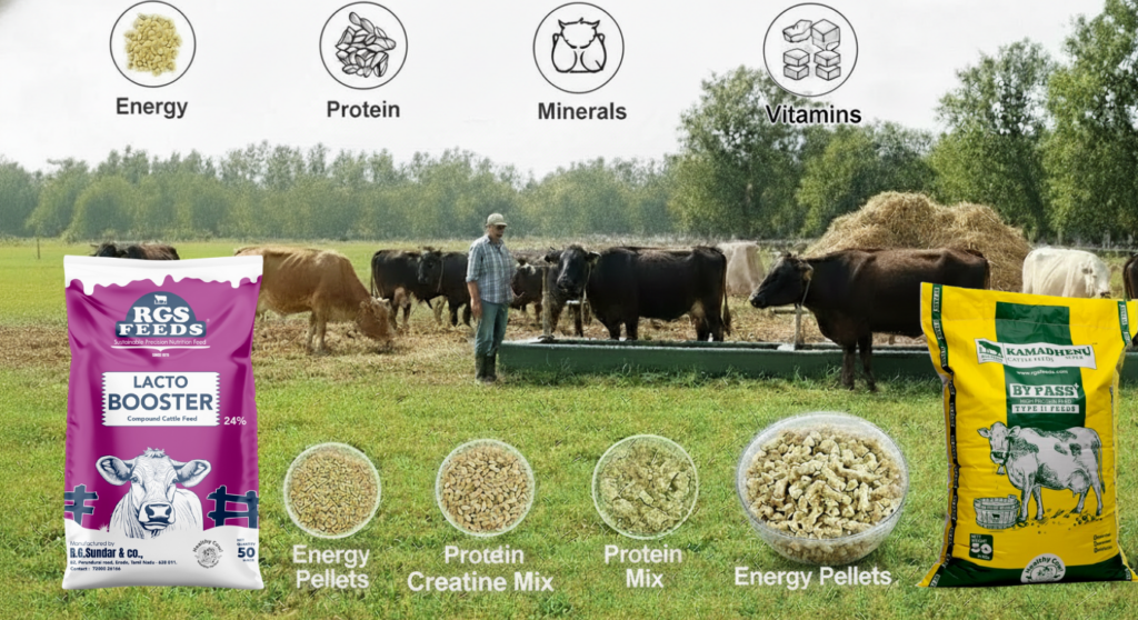 Balanced cattle nutrition improving health, rumen function, and milk productivity in dairy cows