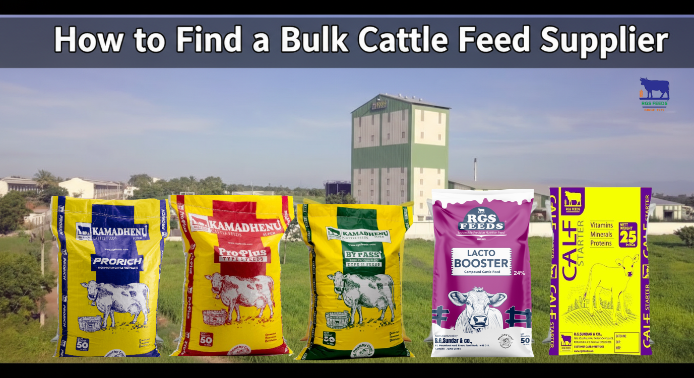 You are currently viewing How to Find a Bulk Cattle Feed Supplier