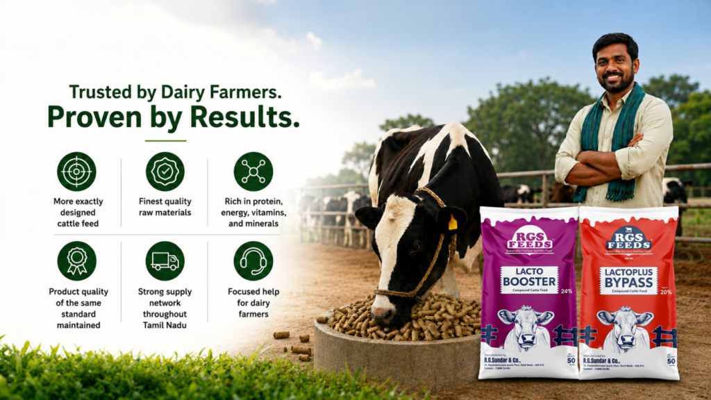 RGS Feeds trusted cattle feed manufacturer for healthy and productive dairy cattle