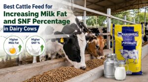 Read more about the article Best Cattle Feed for Increasing Milk Fat and SNF Percentage in Dairy Cows