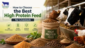 Read more about the article How to Choose the Best High Protein Feed for Livestock